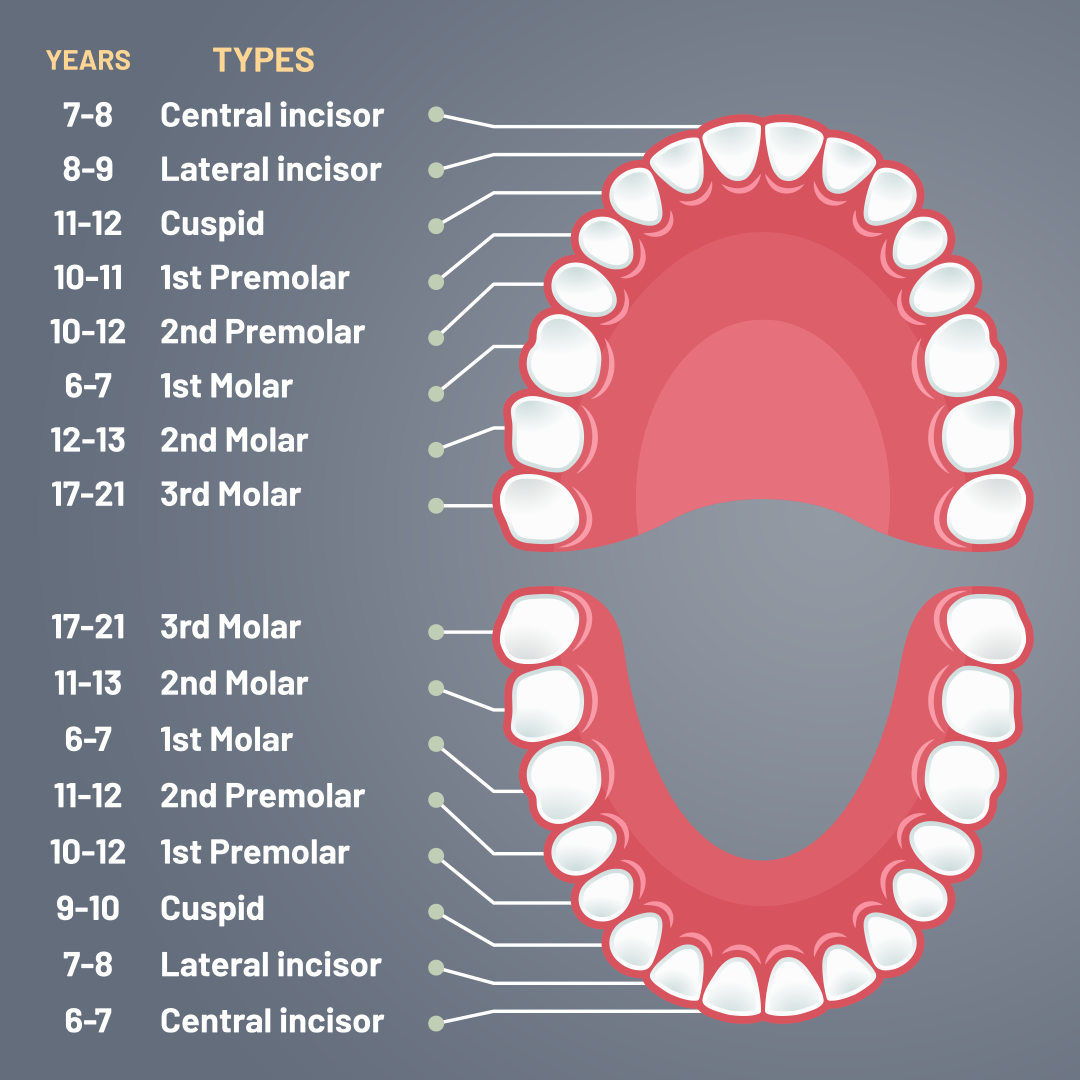 A Pediatric Dentist Explains The Journey Of A Tooth Azari And Zahedi