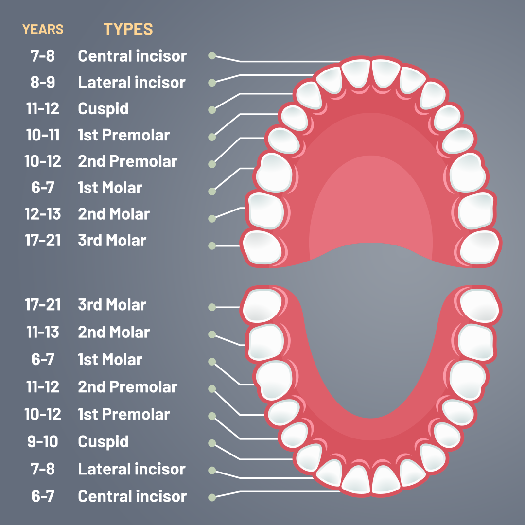 A Pediatric Dentist Explains The Journey Of A Tooth Azari Zahedi